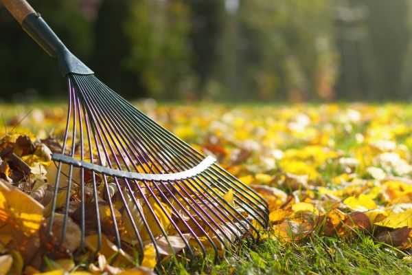 Leaf Cleanup Service in Morrisville