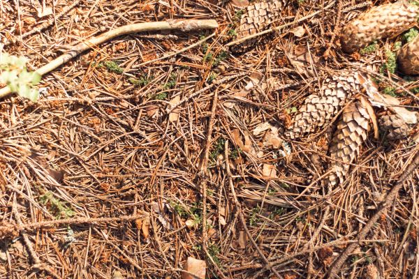 Pine Needles Removal in Morrisville