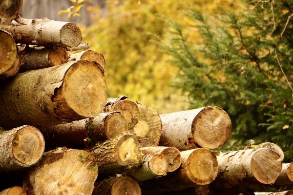 Cost of Wood Pile Removal in Morrisville