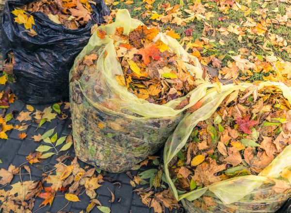 Yard Cleanup Service in Morrisville