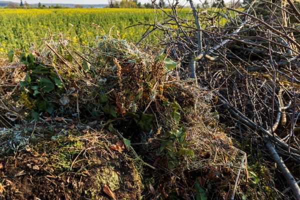 Brush Disposal in Morrisville