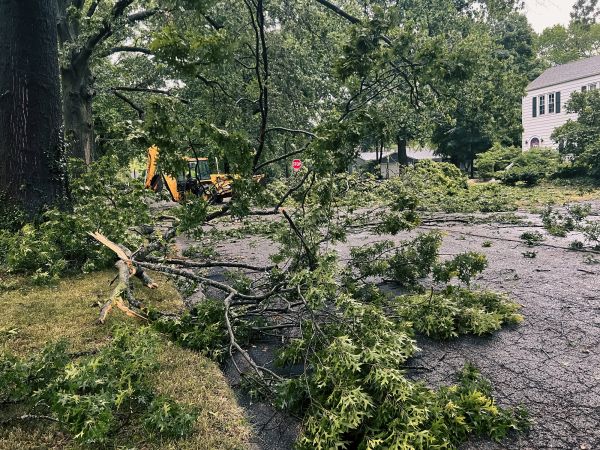 Tree Branch Disposal in Morrisville