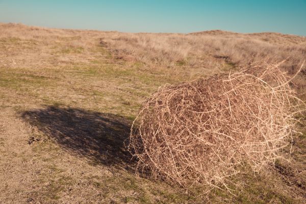 Tumbleweed Removal in Morrisville
