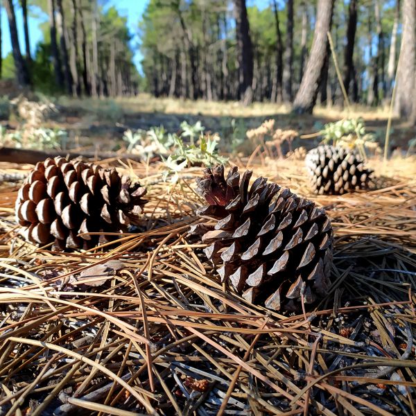 Pine Cone Removal in Morrisville
