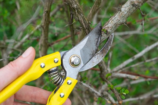 Cost of Limbs Removal in Morrisville