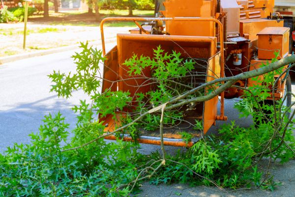 Tree Branches Removal in Morrisville