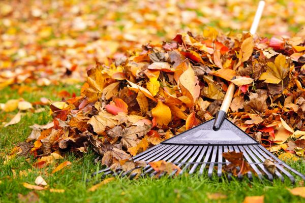 Yard Leaf Removal in Morrisville