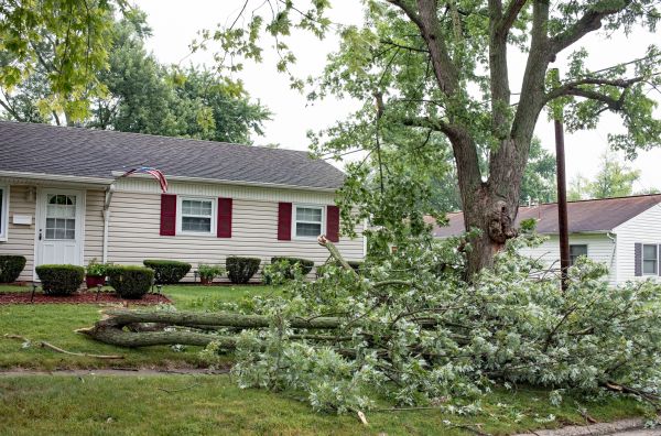 Cost of Fallen Branch Removal in Morrisville