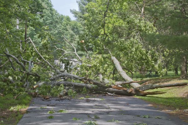Tree Debris Removal in Morrisville