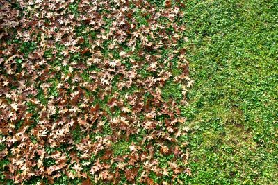 Autumn Leaf Removal