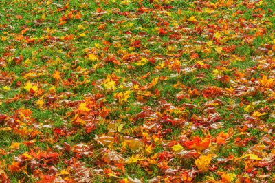 Fall Landscape Maintenance