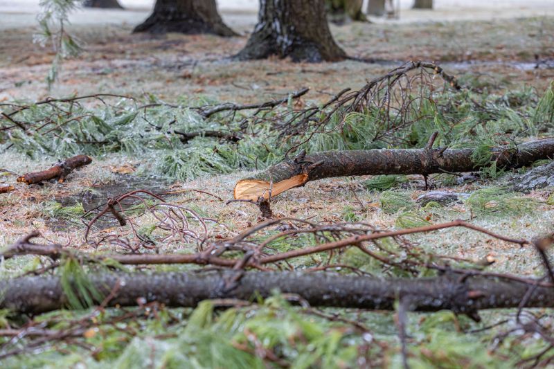 Fallen Branch Removal