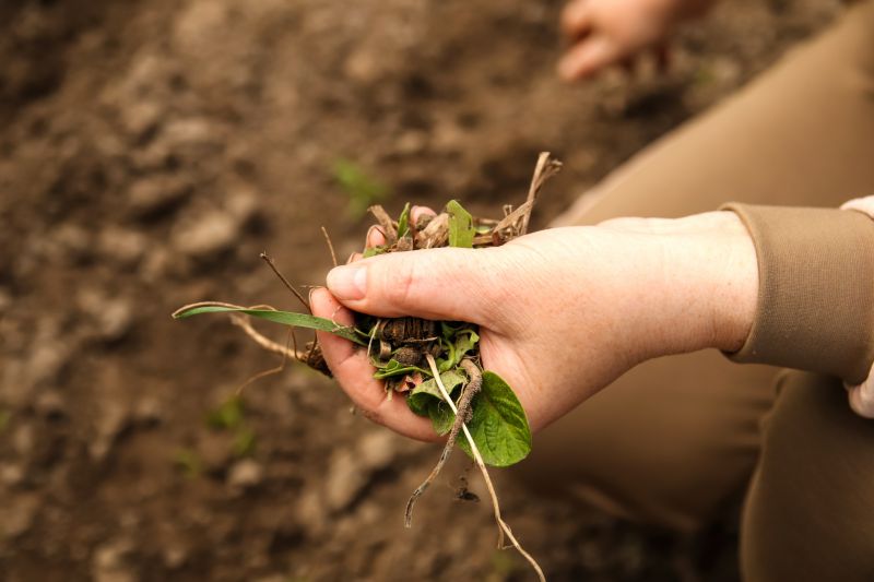 Flower Bed Weeding Service