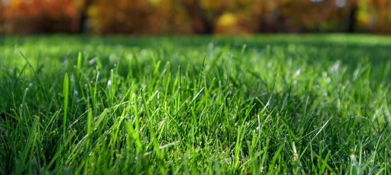 Fall Lawn Cleanup Service detail