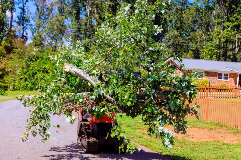 Fallen Branch Removal detail
