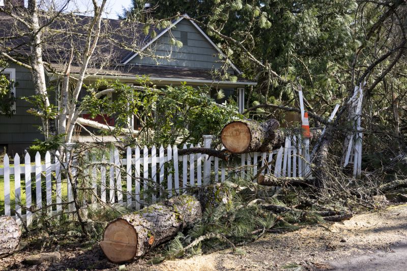 Fallen Branch Removal detail