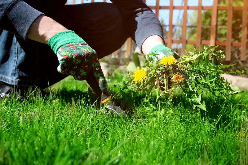 Garden Deweeding detail