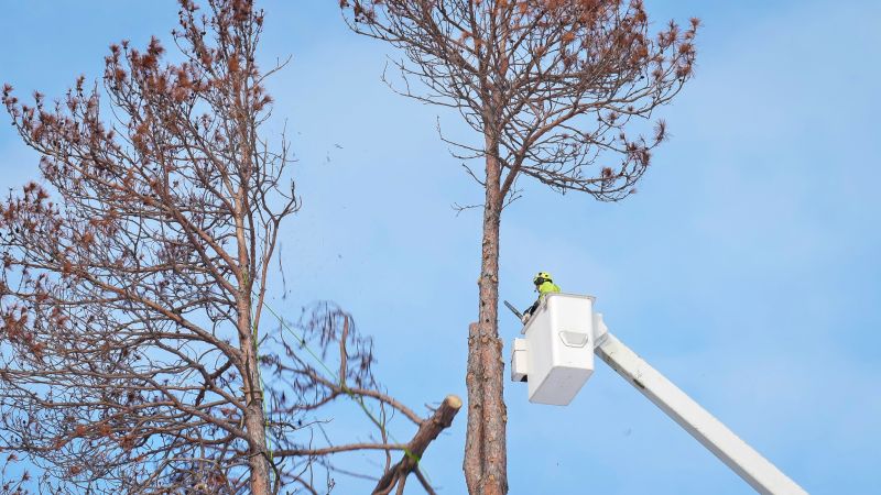 Leaf Removal detail