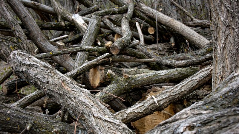 Tree Debris Removal detail