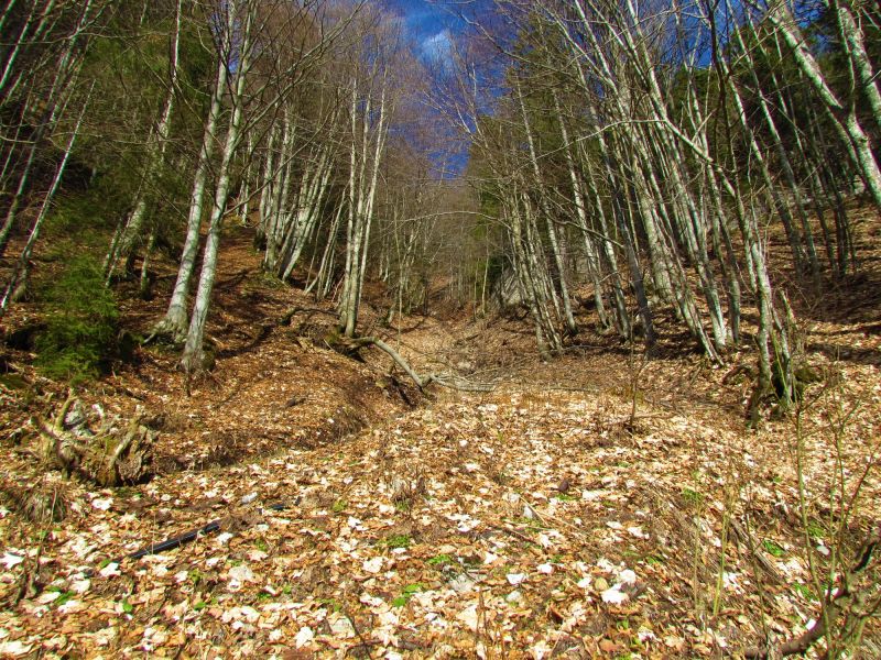 Leaves Removal