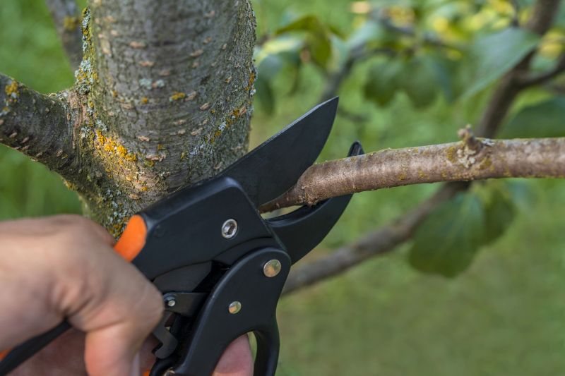 Limbs Removal