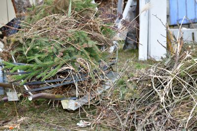 Pine Cone Removal