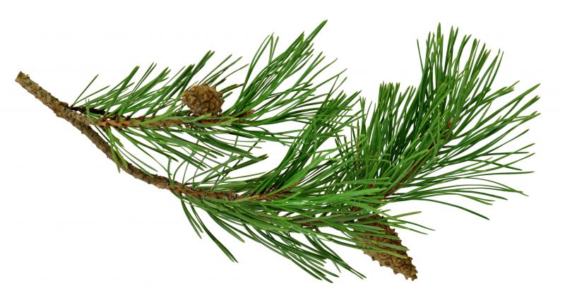 Pine Needle Raking