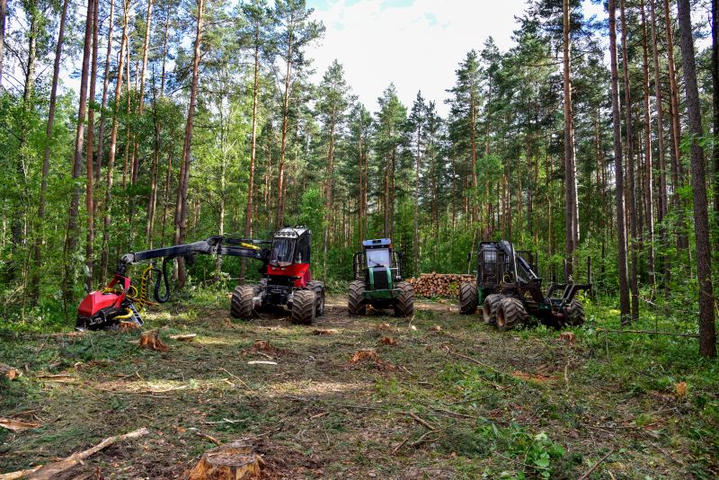 Pine Straw Clearing