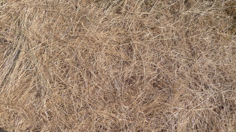 Pine Straw Clearing
