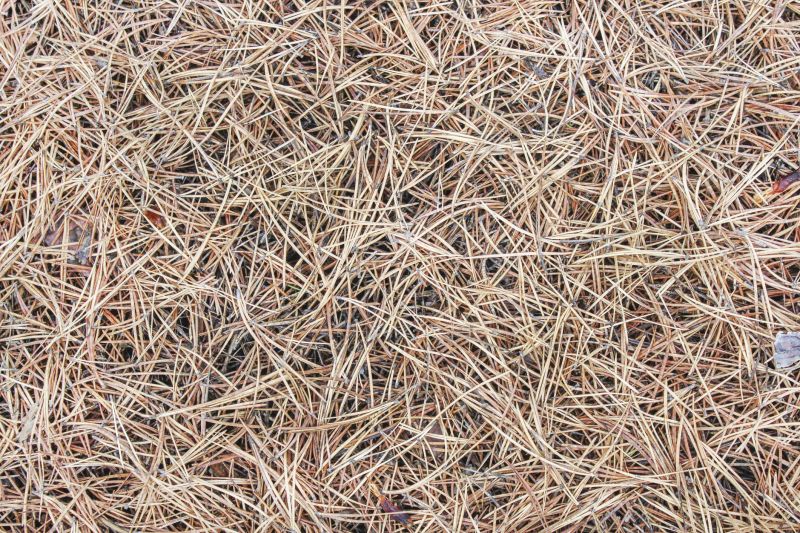 Pine Straw Raking