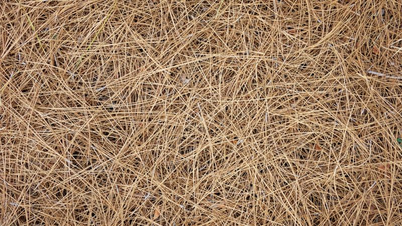 Pine Straw Raking