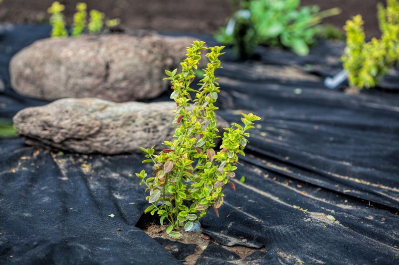 Rock Bed Weeding