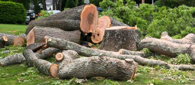 Tree Branches Removal