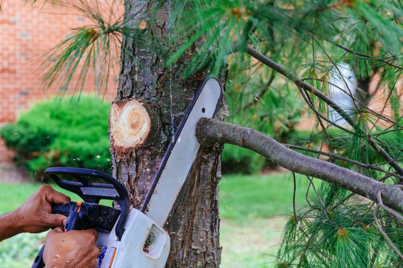 Tree Branches Removal