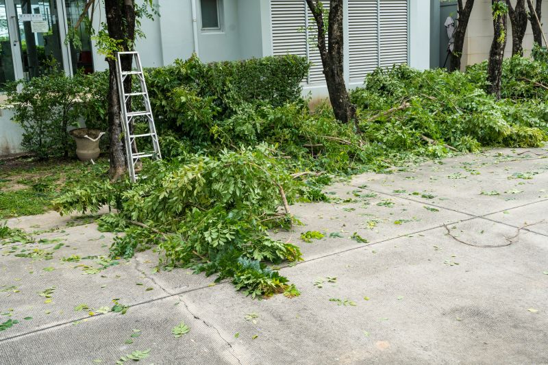 Tree Branches Removal