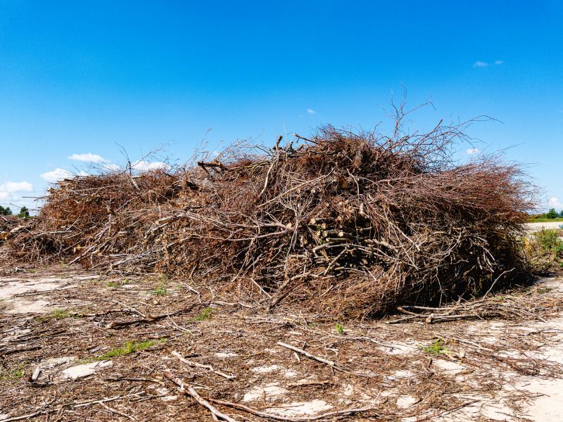 Tree Debris Removal