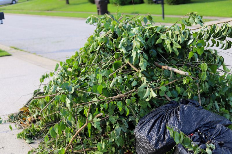 Tree Debris Removal