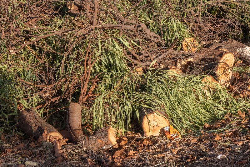 Tree Debris Removal