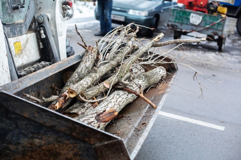 Tree Debris Removal