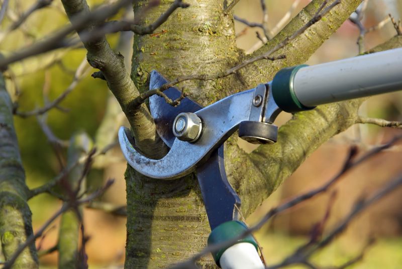 Tree Limb Cleanup