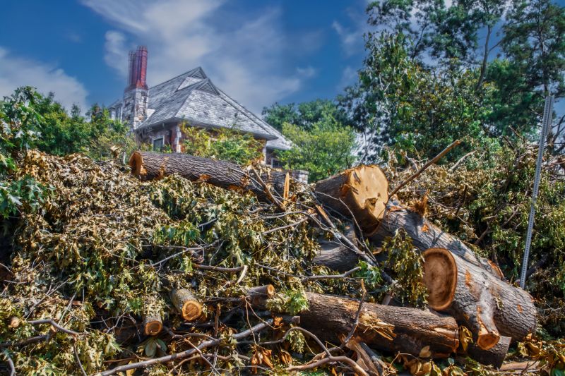 Tree Limb Cleanup