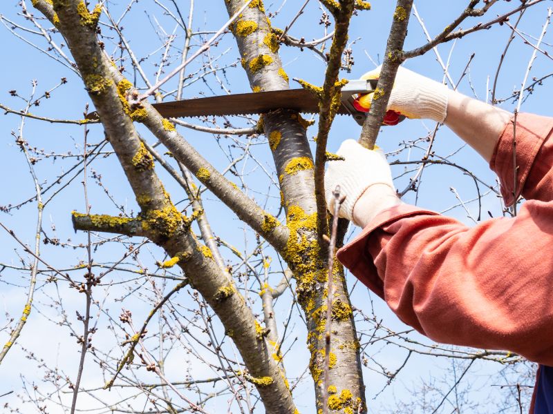 Tree Limb Cleanup
