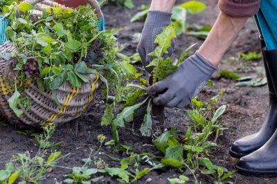 Weeding Service