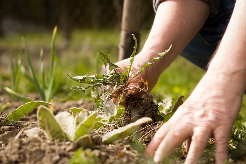 Weeding Service