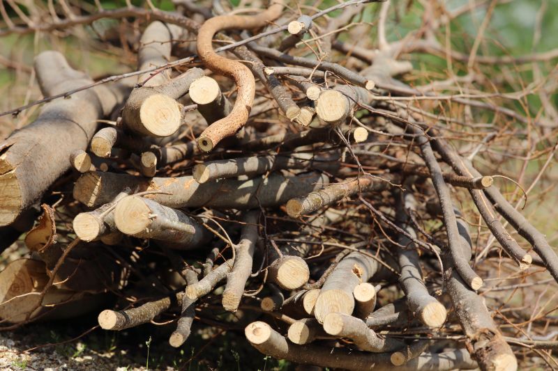 Wood Pile Removal
