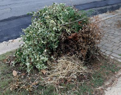 Wood Pile Removal