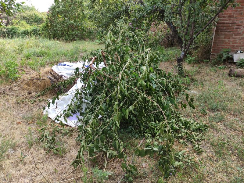 Wood Pile Removal