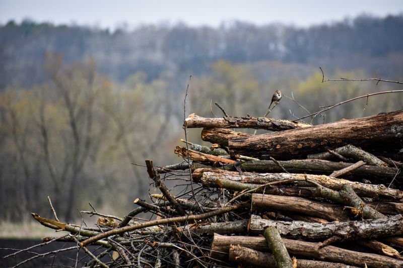 Wood Pile Removal