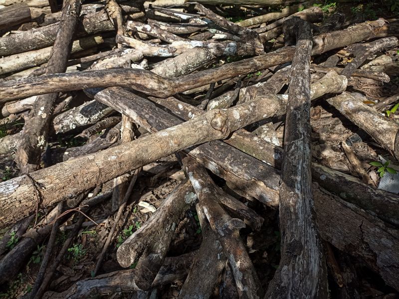 Wood Pile Removal